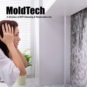 black mold removal Toronto