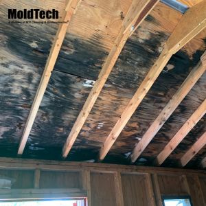 attic mold removal