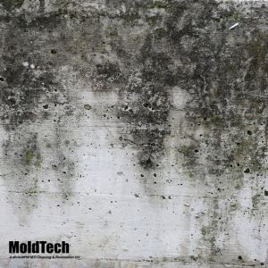black mold removal