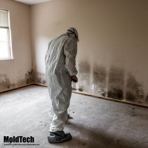 mold remediation toronto
