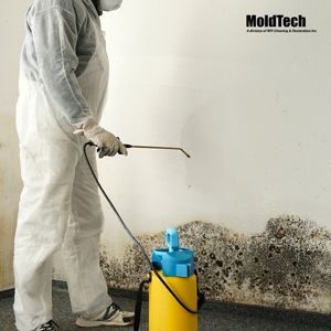mold removal aurora