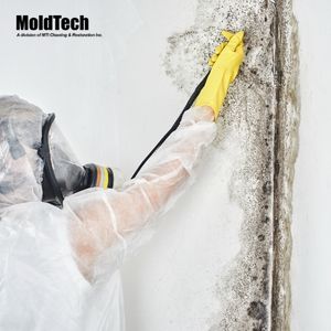 mold removal aurora