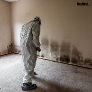 Mold Removal in Markham
