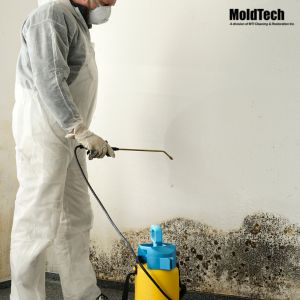 Mold removal in Scarborough
