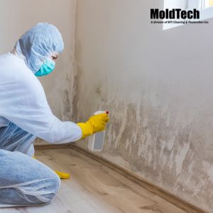 mold removal toronto