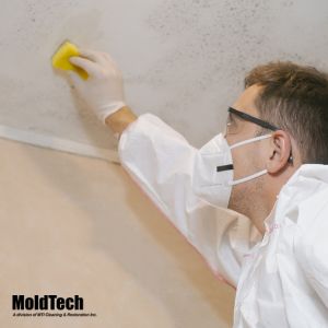 mold removal scarborough