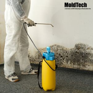 mold removal vaughan