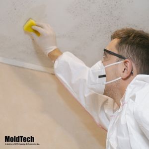 mold removal vaughan