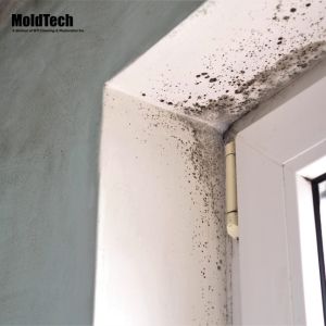 mold removal vaughan