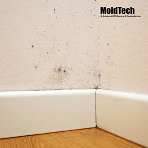 mold removal vaughan