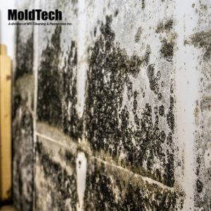 mold removal vaughan