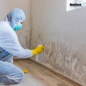 Mold Testing in Markham