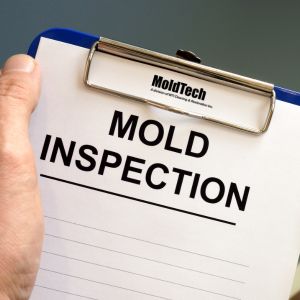 Mold Testing in Scarborough