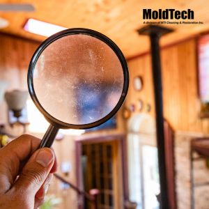 mold testing toronto